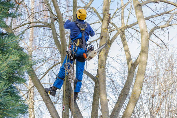 Best Tree Health Inspection  in Roseau, MN