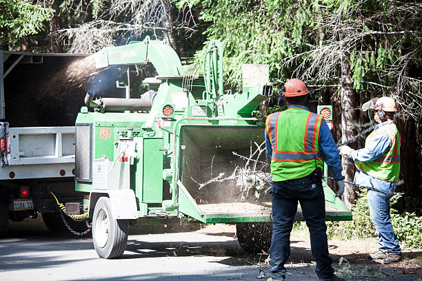 Best Leaf Removal  in Roseau, MN